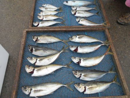 大進丸(愛知) 釣果