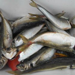 大進丸(愛知) 釣果