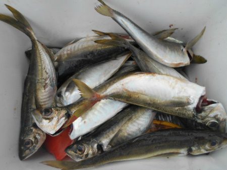 大進丸(愛知) 釣果