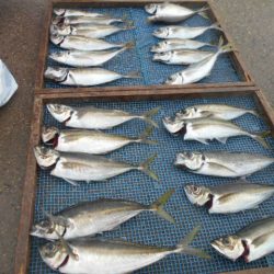 大進丸(愛知) 釣果