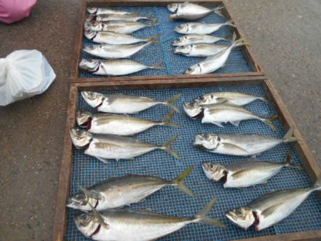 大進丸(愛知) 釣果