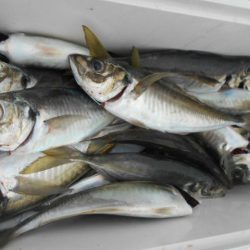 大進丸(愛知) 釣果