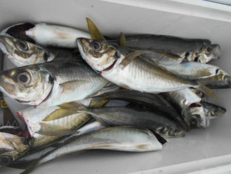 大進丸(愛知) 釣果