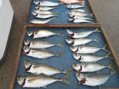 大進丸(愛知) 釣果