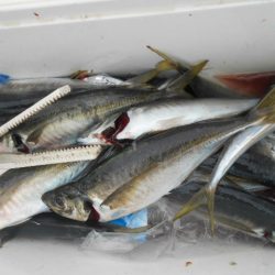 大進丸(愛知) 釣果