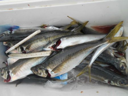 大進丸（愛知） 釣果