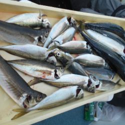 大進丸(愛知) 釣果