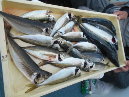 大進丸(愛知) 釣果