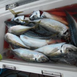 大進丸(愛知) 釣果