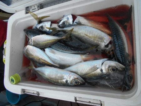 大進丸(愛知) 釣果