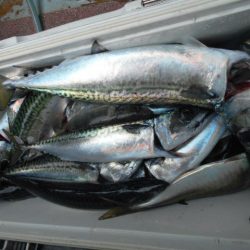 大進丸(愛知) 釣果