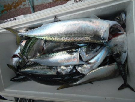 大進丸(愛知) 釣果