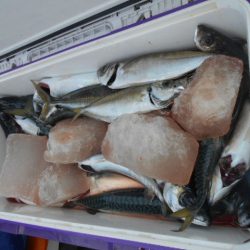 大進丸(愛知) 釣果