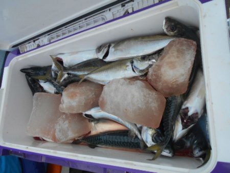 大進丸(愛知) 釣果