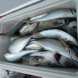 大進丸(愛知) 釣果