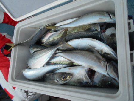 大進丸(愛知) 釣果