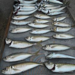 大進丸(愛知) 釣果