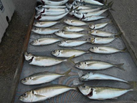 大進丸(愛知) 釣果