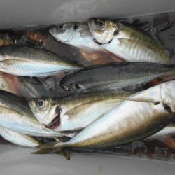 大進丸(愛知) 釣果