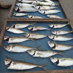 大進丸(愛知) 釣果