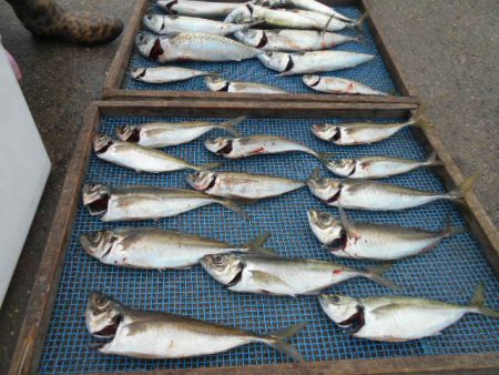 大進丸(愛知) 釣果