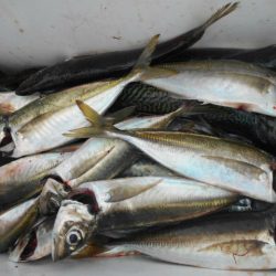 大進丸(愛知) 釣果