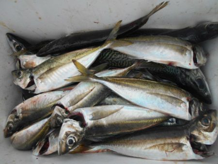 大進丸(愛知) 釣果