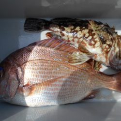 こかわ渡船　雅丸 釣果