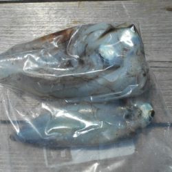 こかわ渡船　雅丸 釣果