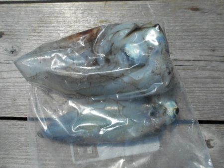 こかわ渡船　雅丸 釣果