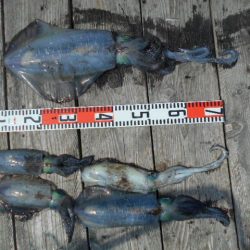 こかわ渡船　雅丸 釣果