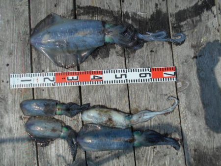 こかわ渡船　雅丸 釣果