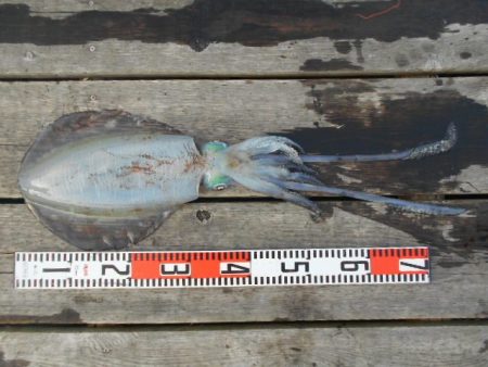 こかわ渡船　雅丸 釣果