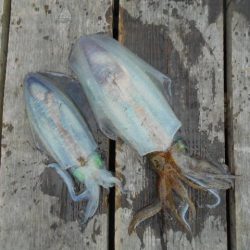 こかわ渡船　雅丸 釣果