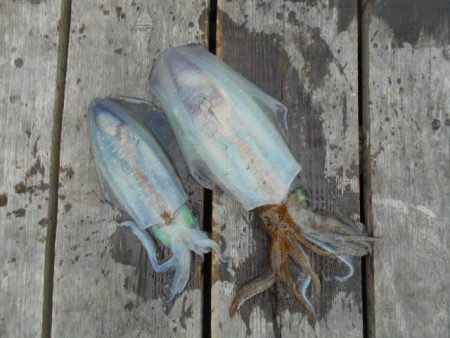 こかわ渡船　雅丸 釣果