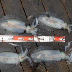 こかわ渡船 雅丸 釣果