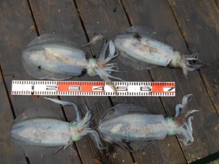 こかわ渡船　雅丸 釣果