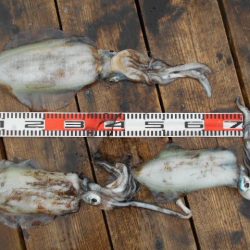 こかわ渡船 雅丸 釣果