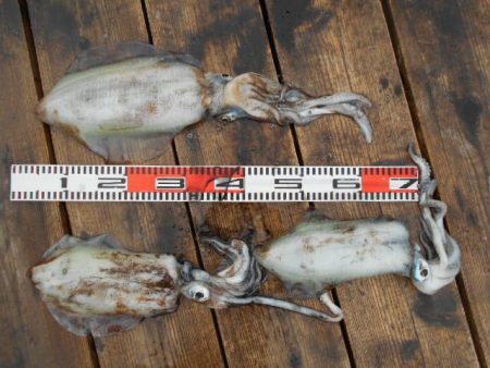 こかわ渡船 雅丸 釣果