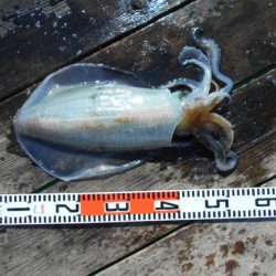 こかわ渡船　雅丸 釣果