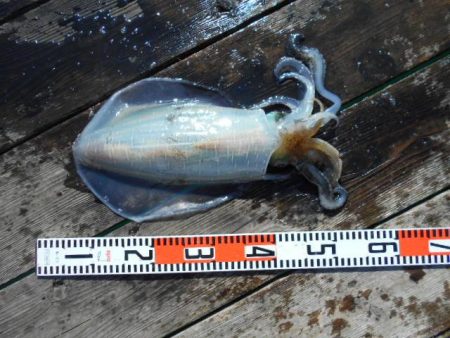 こかわ渡船　雅丸 釣果