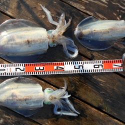 こかわ渡船　雅丸 釣果