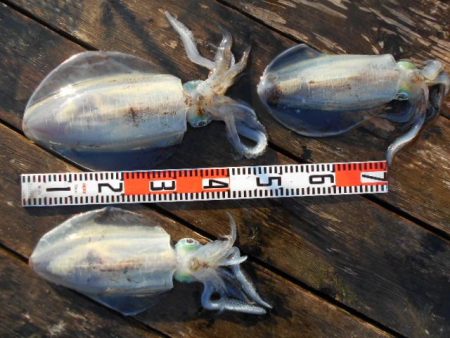 こかわ渡船　雅丸 釣果