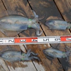 こかわ渡船　雅丸 釣果