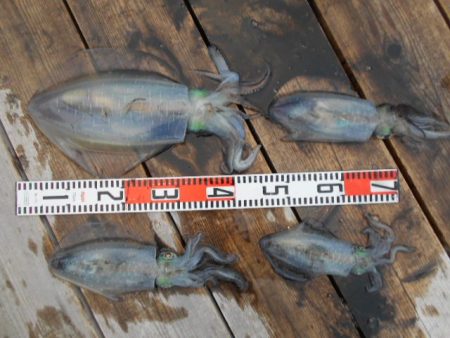 こかわ渡船　雅丸 釣果