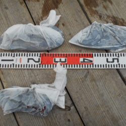 こかわ渡船　雅丸 釣果