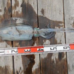 こかわ渡船　雅丸 釣果