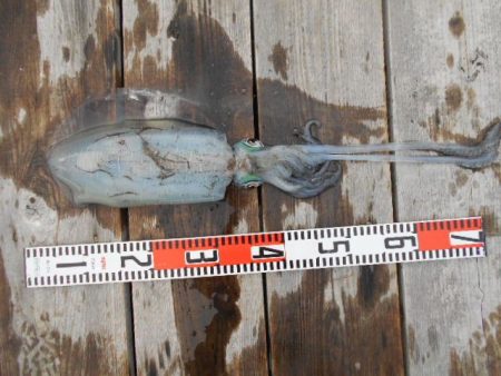 こかわ渡船　雅丸 釣果