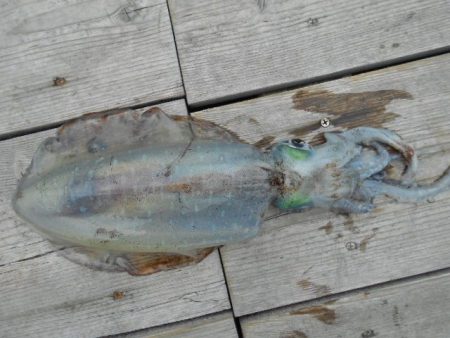 こかわ渡船　雅丸 釣果