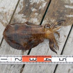 こかわ渡船　雅丸 釣果